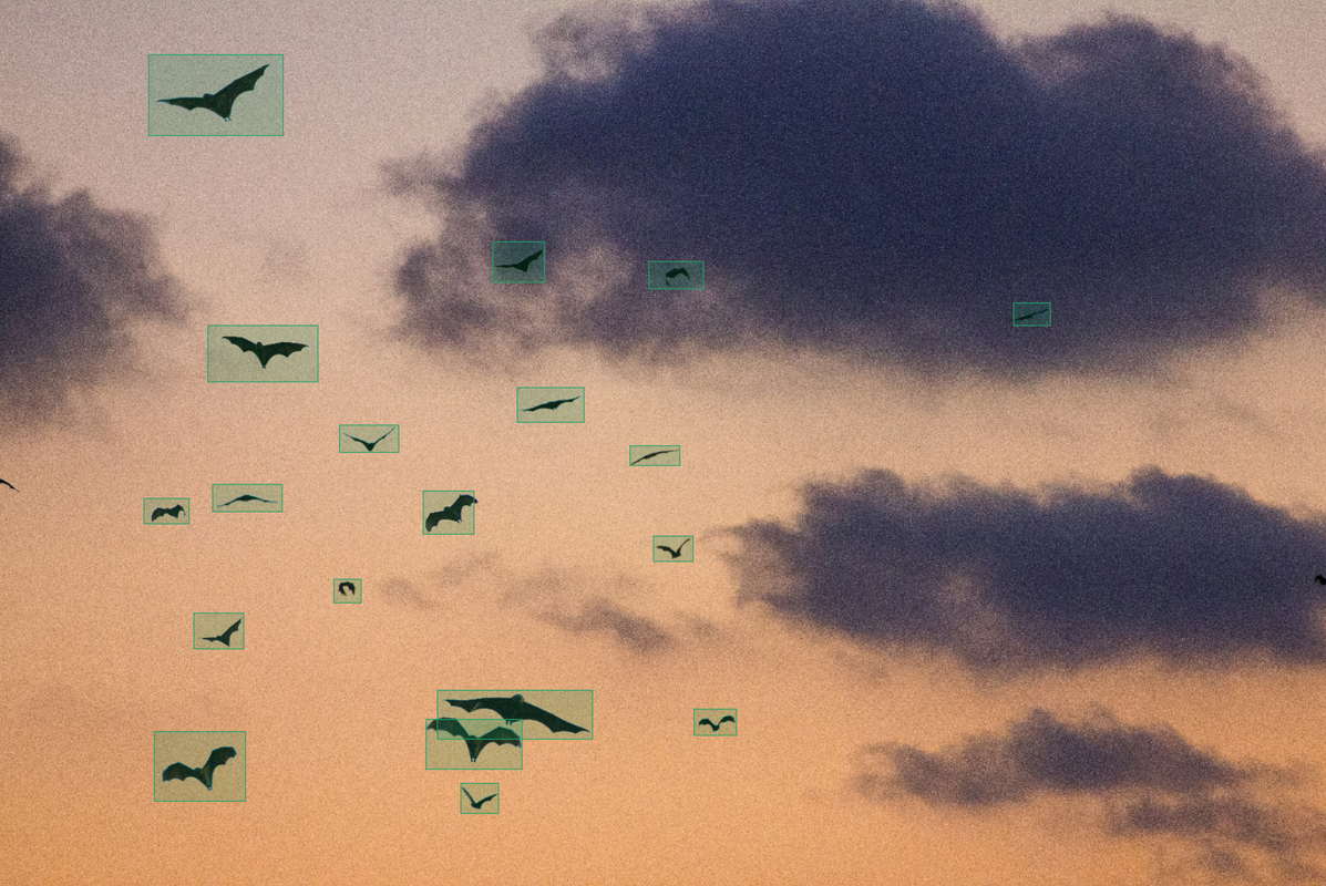 Bat colony emergence from cave during dusk survey photographed against sky background
